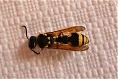 Pareumenes laminatus