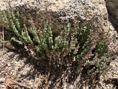 Galium parishii