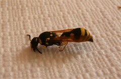 Pareumenes laminatus