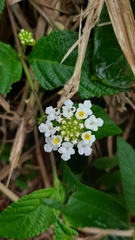 Lantana velutina