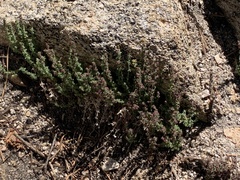Galium parishii