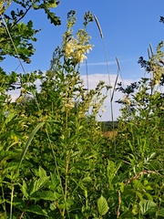 Filipendula ulmaria