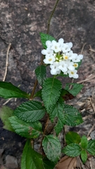 Lantana velutina