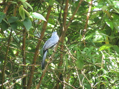 Melanotis hypoleucus