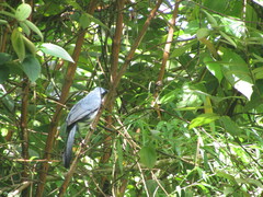 Melanotis hypoleucus