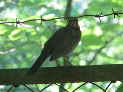 Turdus merula