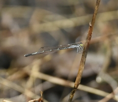 Agriocnemis splendidissima