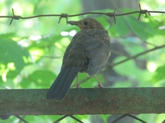 Turdus merula