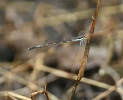Agriocnemis splendidissima