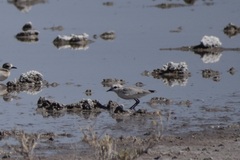 Charadrius pallidus