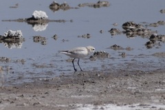 Charadrius pallidus