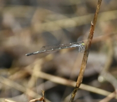 Agriocnemis splendidissima