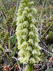 Pseudorchis straminea