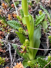Pseudorchis straminea
