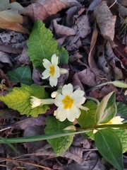 Primula vulgaris