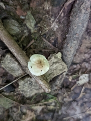 Oudemansiella limonispora