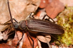 Aegolipton reflexum