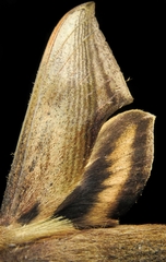 Xylophanes aglaor