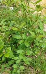 Clematis viticella