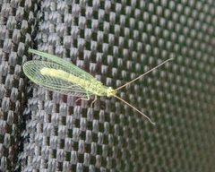 Chrysopa abbreviata