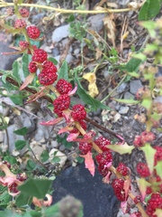 Blitum virgatum