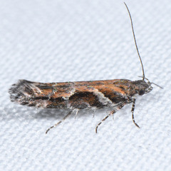 Aristotelia calens