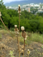 Crepis alpina