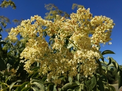 Sambucus cerulea