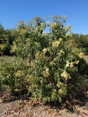 Sambucus cerulea