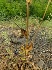 Crepis alpina