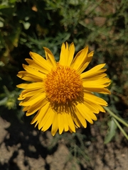 Verbesina encelioides