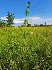Valeriana officinalis