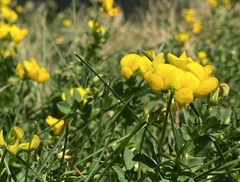Lotus corniculatus