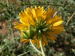 Verbesina encelioides