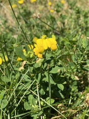 Lotus corniculatus
