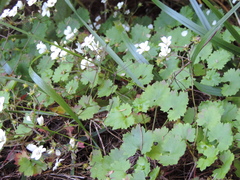 Saxifraga maderensis image