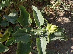 Verbesina encelioides