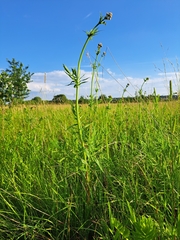 Valeriana officinalis