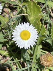 Erigeron procumbens