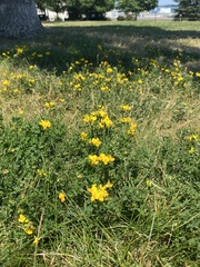 Lotus corniculatus