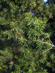 Podocarpus totara totara
