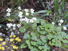 Saxifraga maderensis image