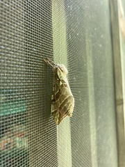 Sthenopis argenteomaculatus