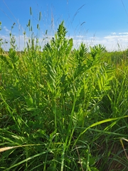 Valeriana officinalis