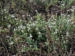 Heliotropium curassavicum