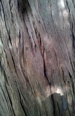 Podocarpus totara totara