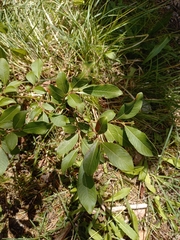 Salix appendiculata