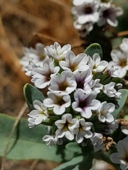 Heliotropium curassavicum