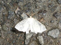 Geometridae