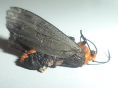 Gnamptonychia ventralis